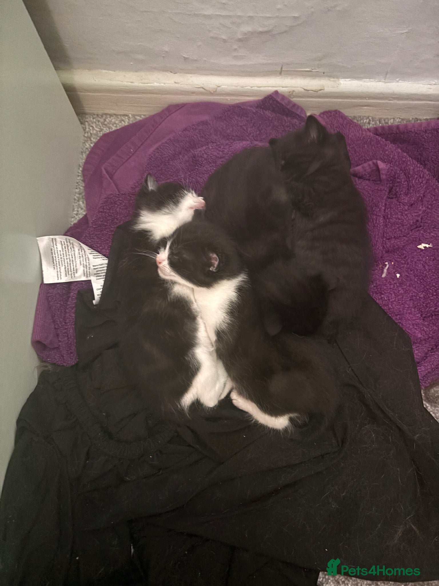 Mixed Breed cats Beautiful kittens looking for their forever home. - Advert 1