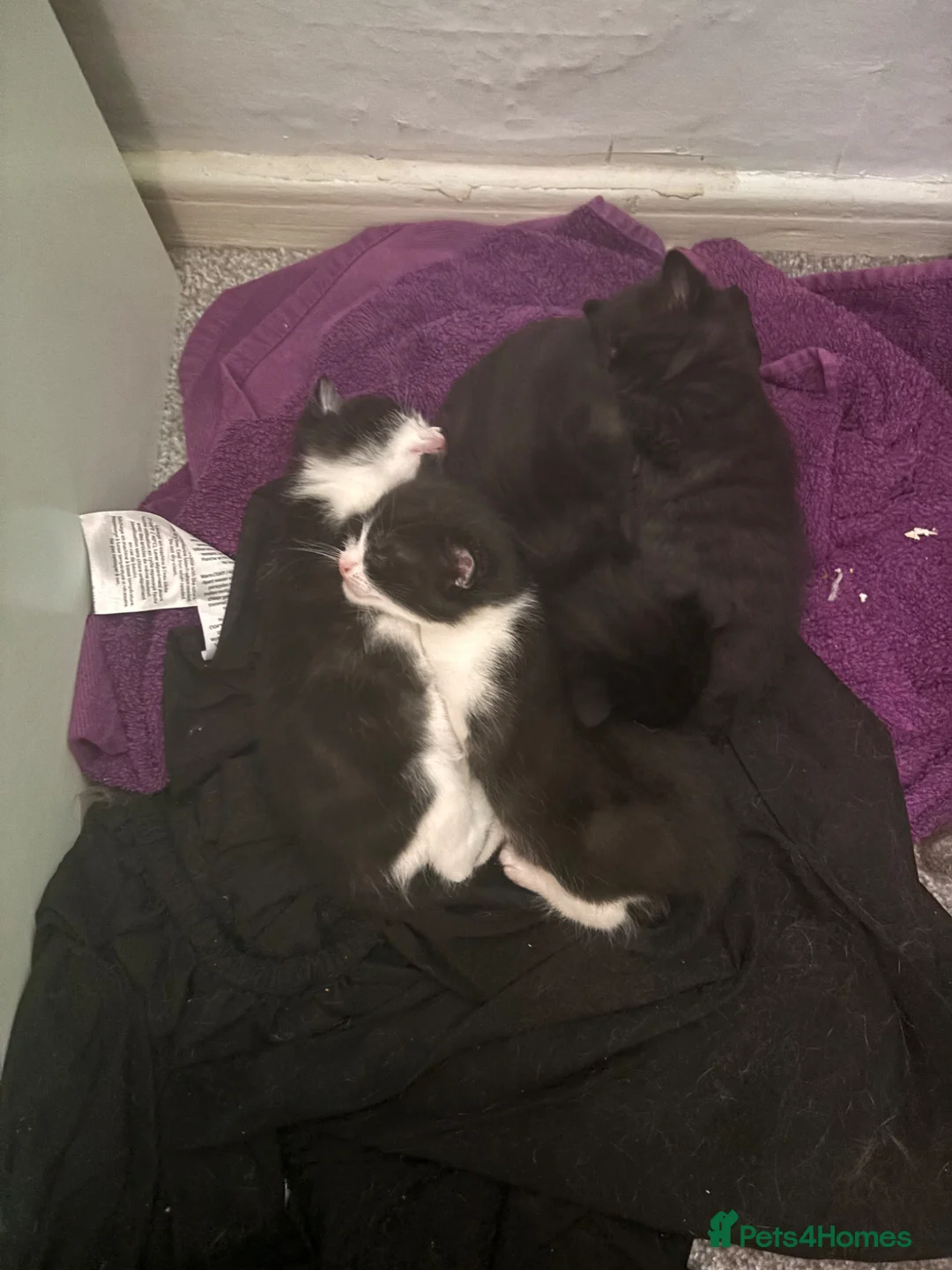 Mixed Breed cats for sale: Beautiful kittens looking for their forever home. in Cleckheaton - Advert 1