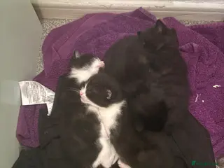 Mixed Breed cats Beautiful kittens looking for their forever home. - Advert 1