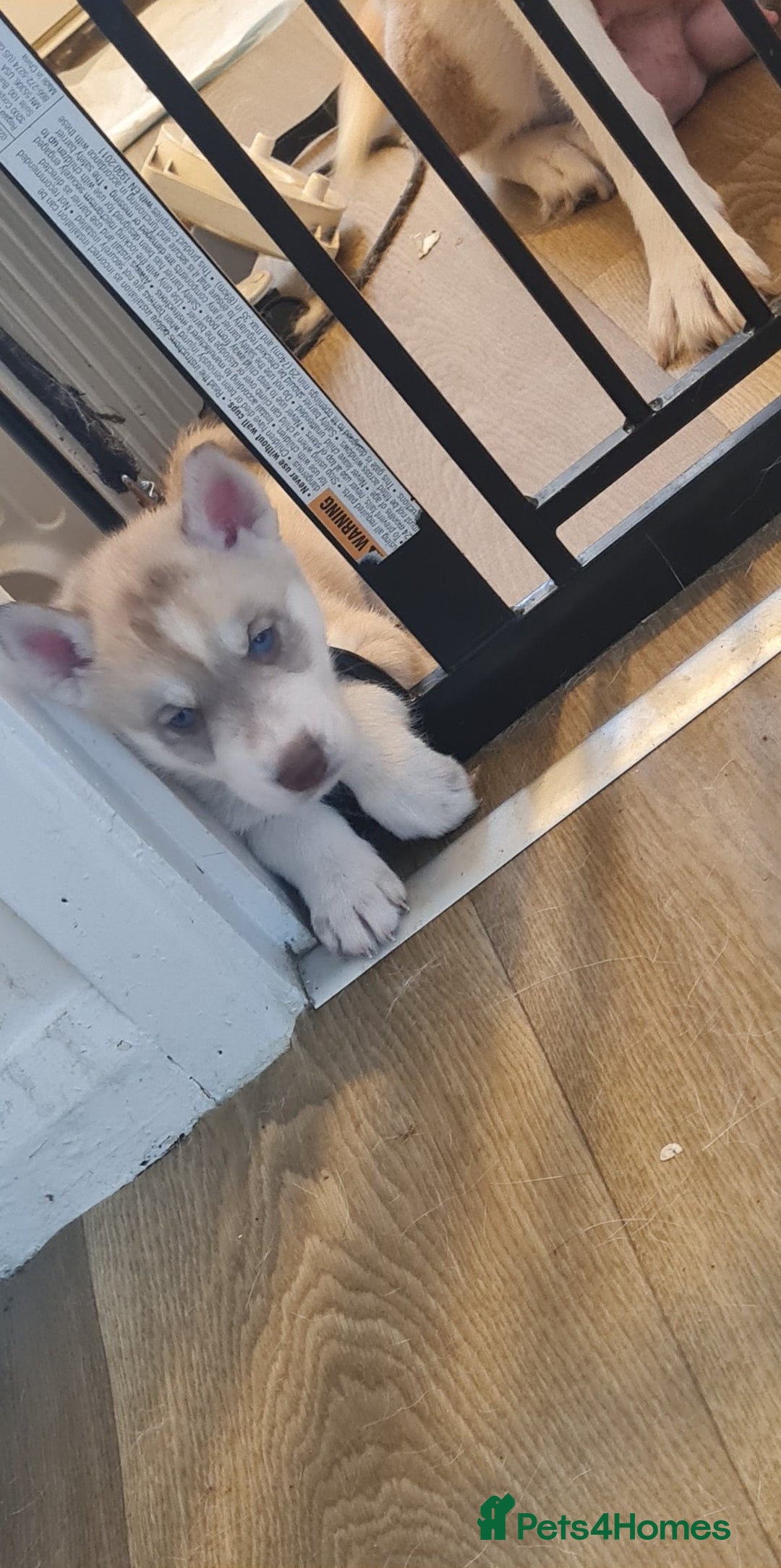 Siberian Husky dogs for sale: Siberian husky puppies  - Advert 2