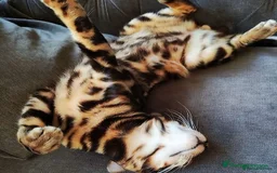 Bengal cats for stud: For Sale Amazing Temperament Clouded Bengal Stud  in Durham - Image 3