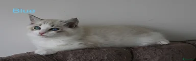 Ragdoll 4