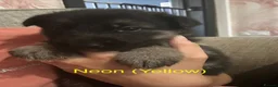 German Shepherd dogs for sale: German Shepherd Puppies  - Advert 9