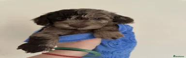 Cockapoo Puppy 1
