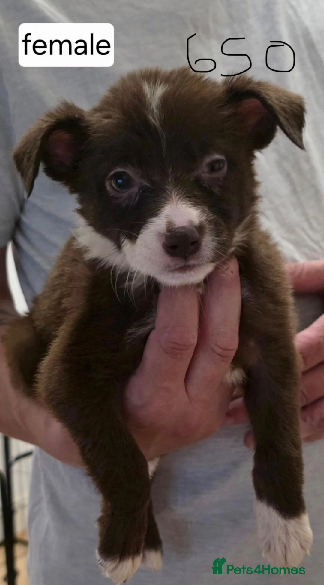 Mixed Breed dogs for sale: Pocket bully x  - Advert 16