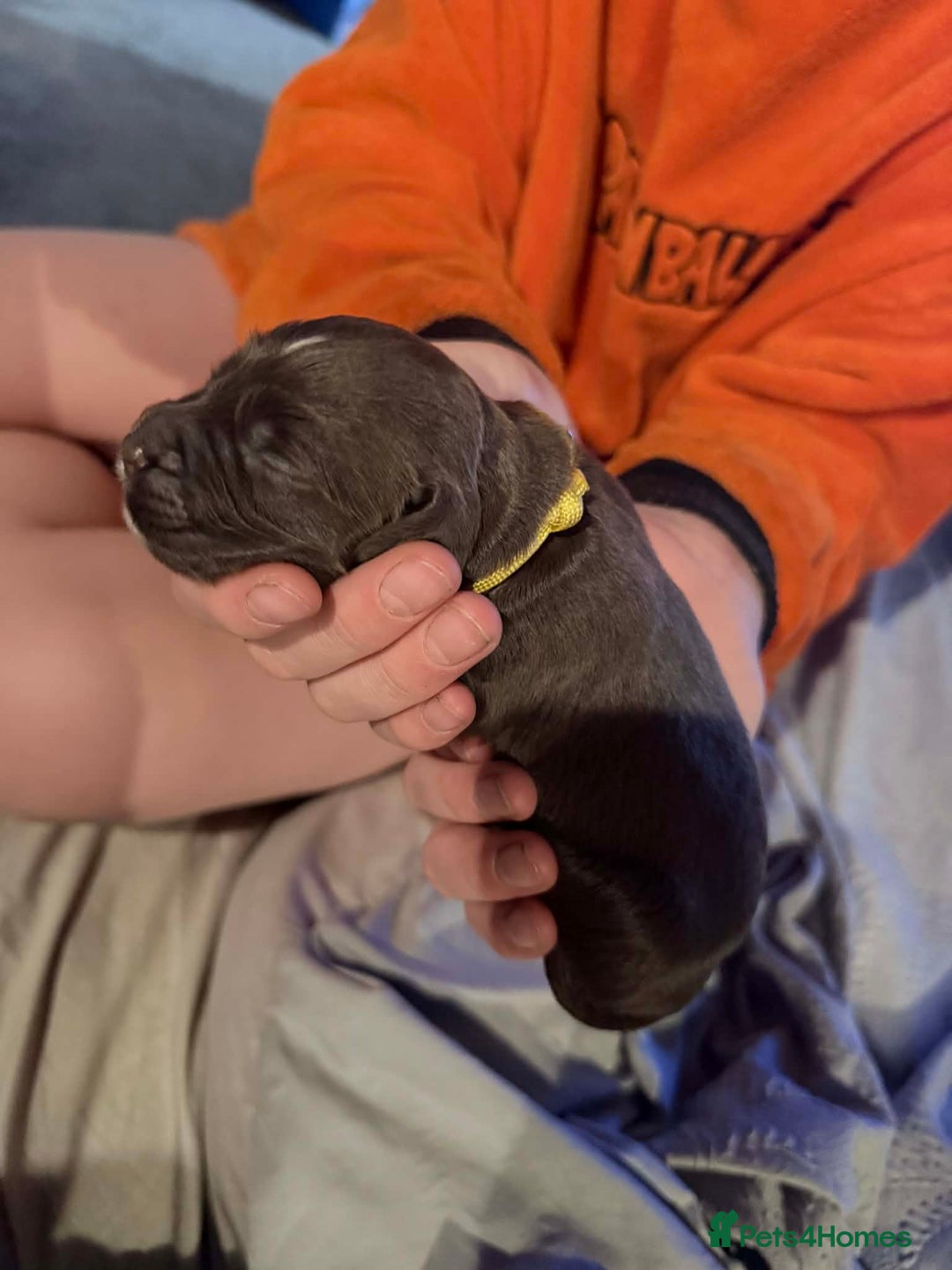 Sprocker dogs for sale: Sprocker Puppies for Sale, Mother Pure Bred Cocker - Advert 13