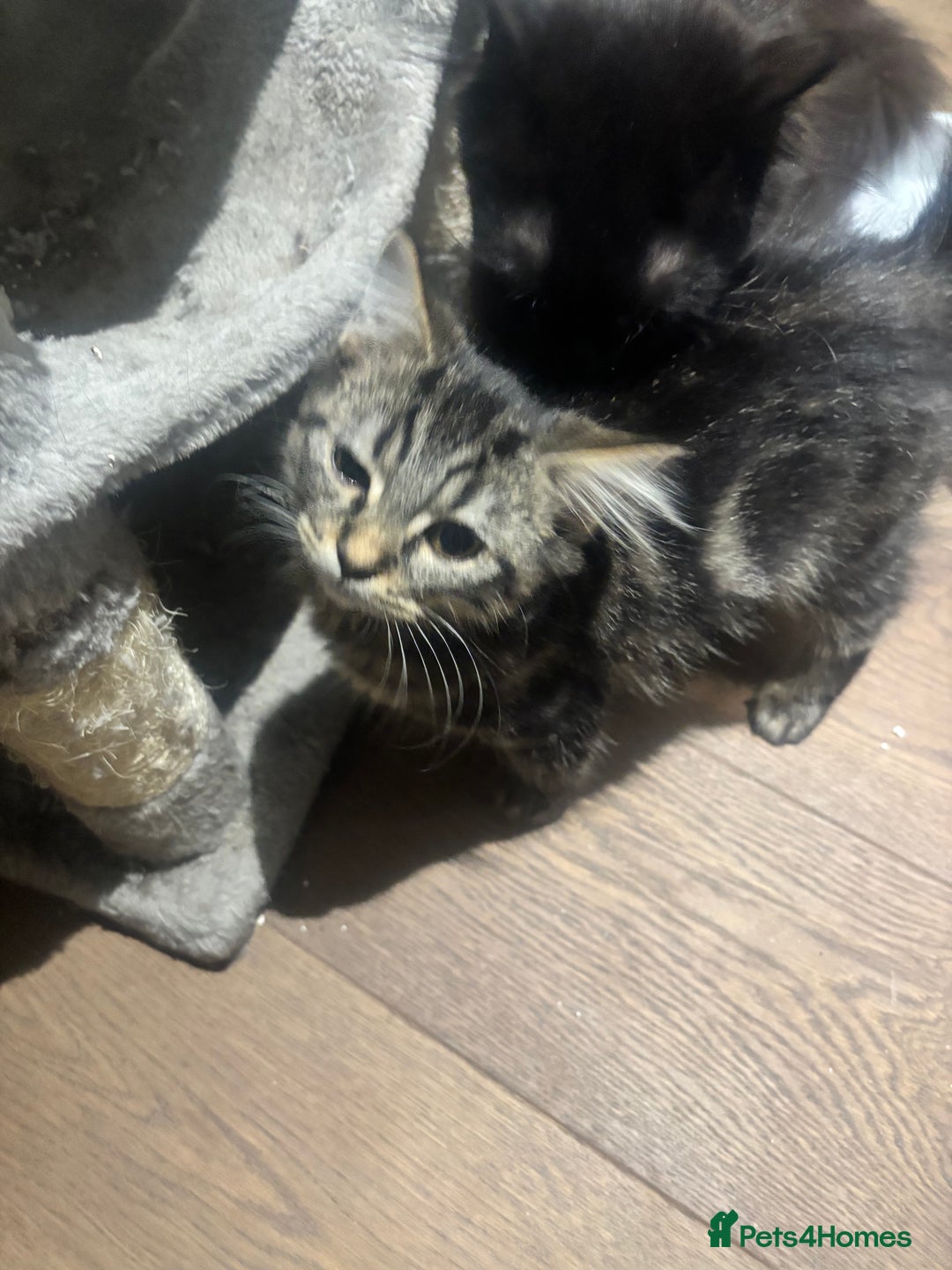 British Shorthair cats for sale: Charming British Shorthair-Siberian Mix kitten - Image 3