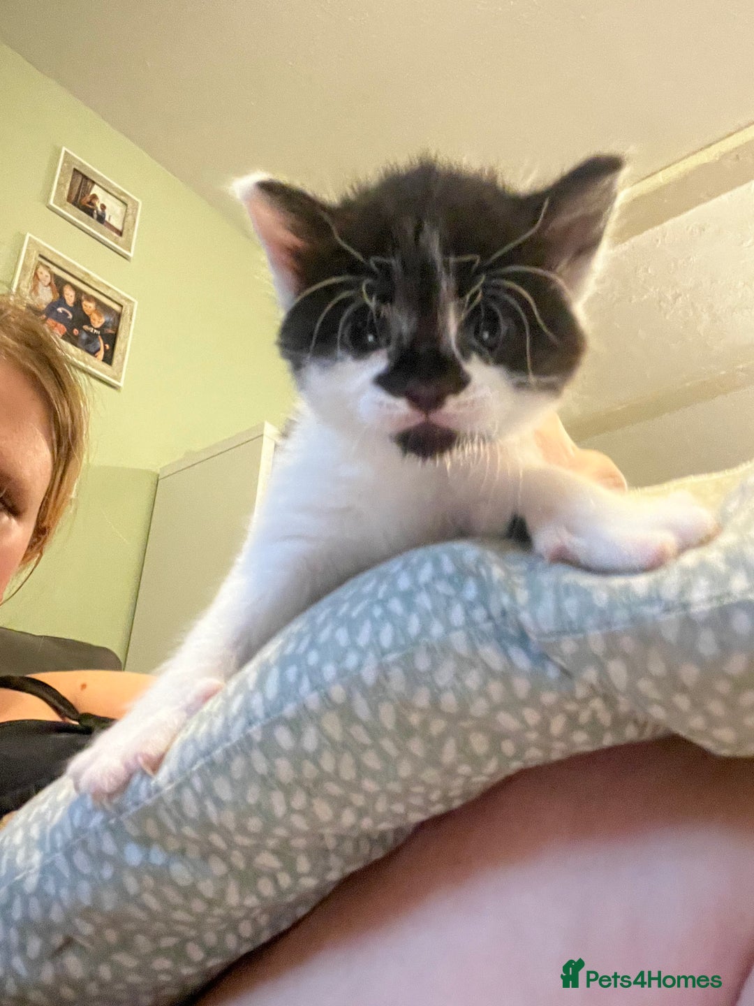 Mixed Breed cats for sale: Perfect Kittens  - Image 12