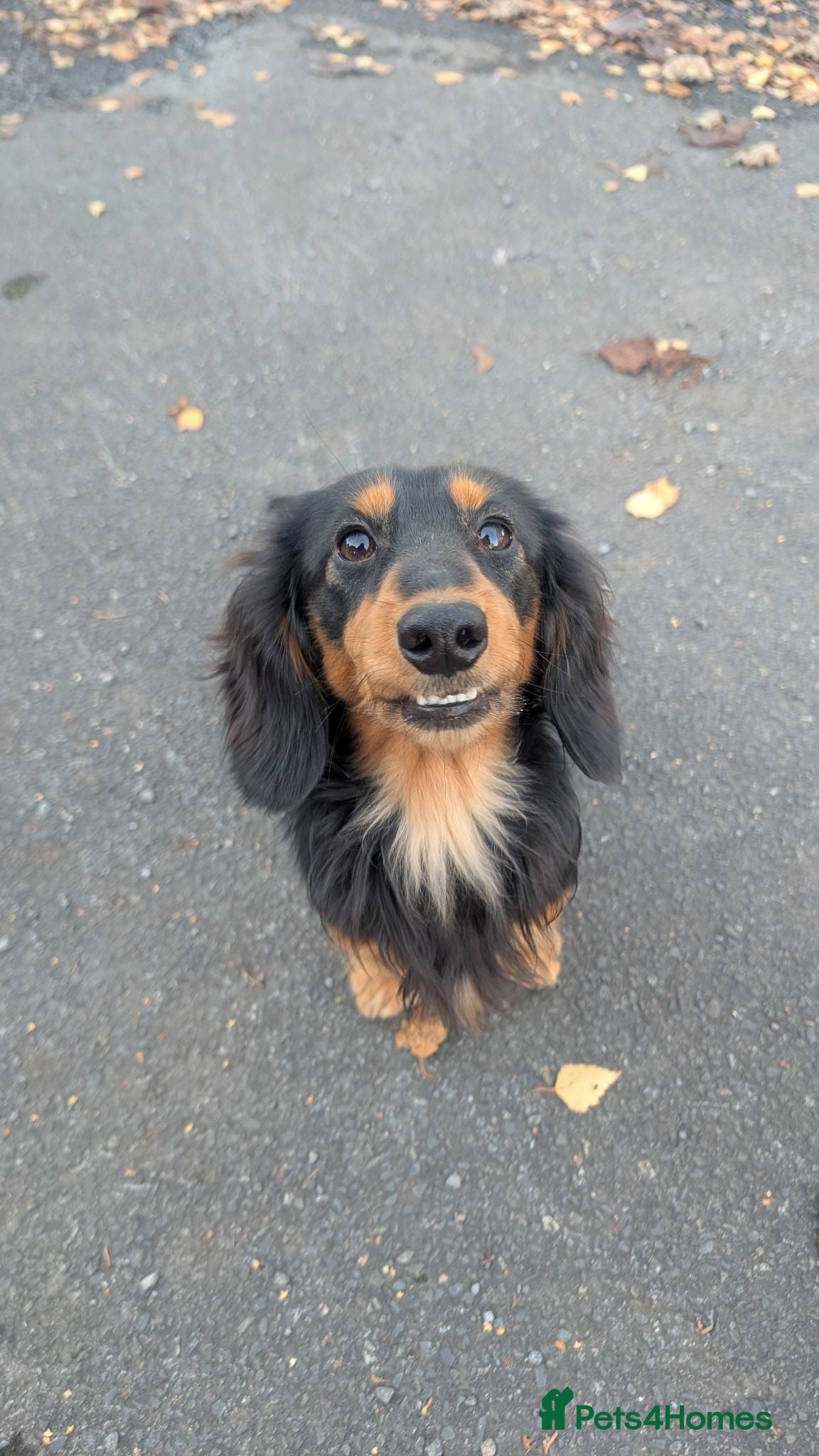 Miniature Dachshund dogs My gorgeous Longhaired Dachshund Oreo!! - Advert 14