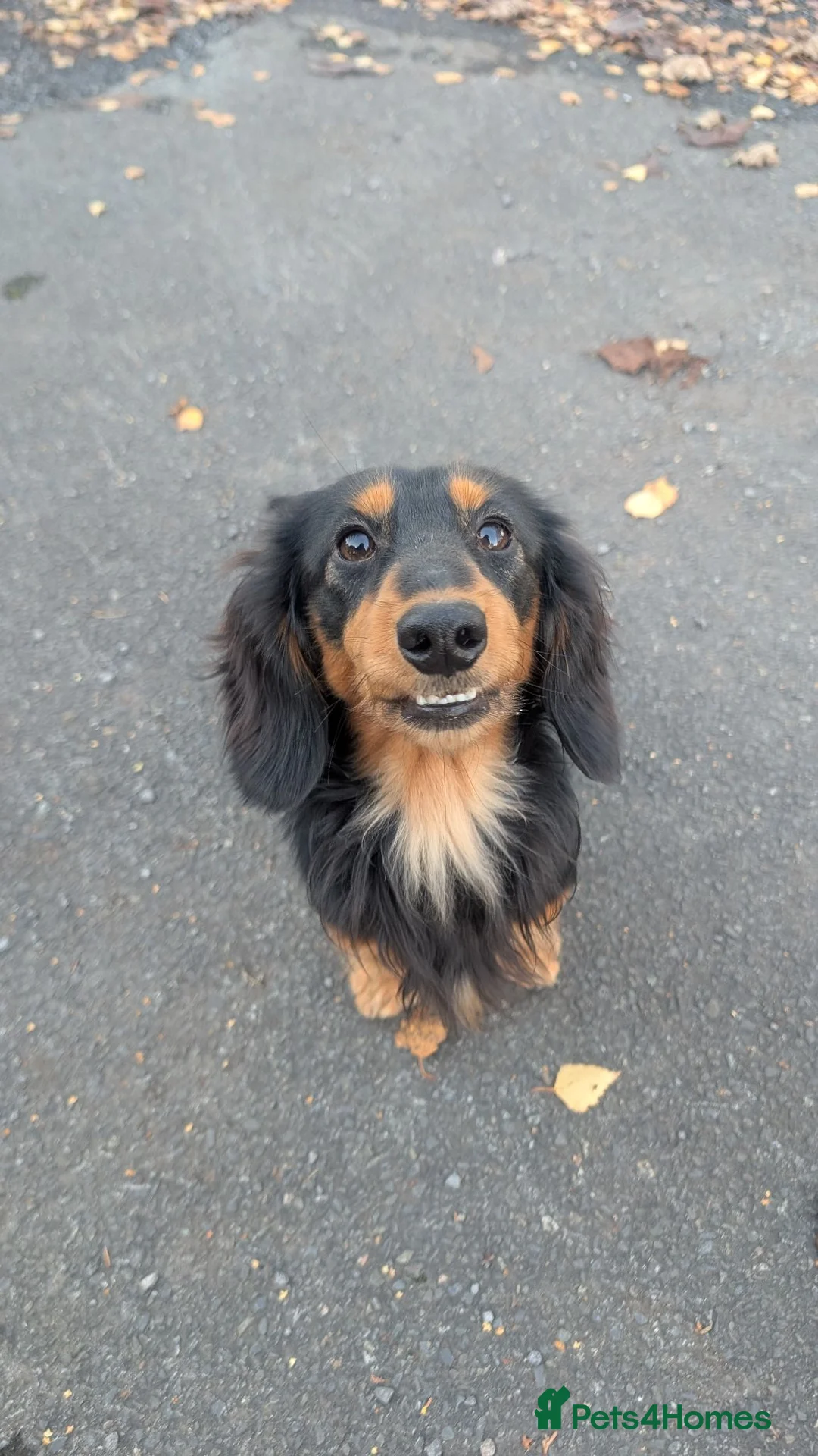 Miniature Dachshund dogs for sale: My gorgeous Longhaired Dachshund Oreo!! - Advert 1