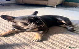 French Bulldog dogs for stud: French bulldog for stud  - Image 7