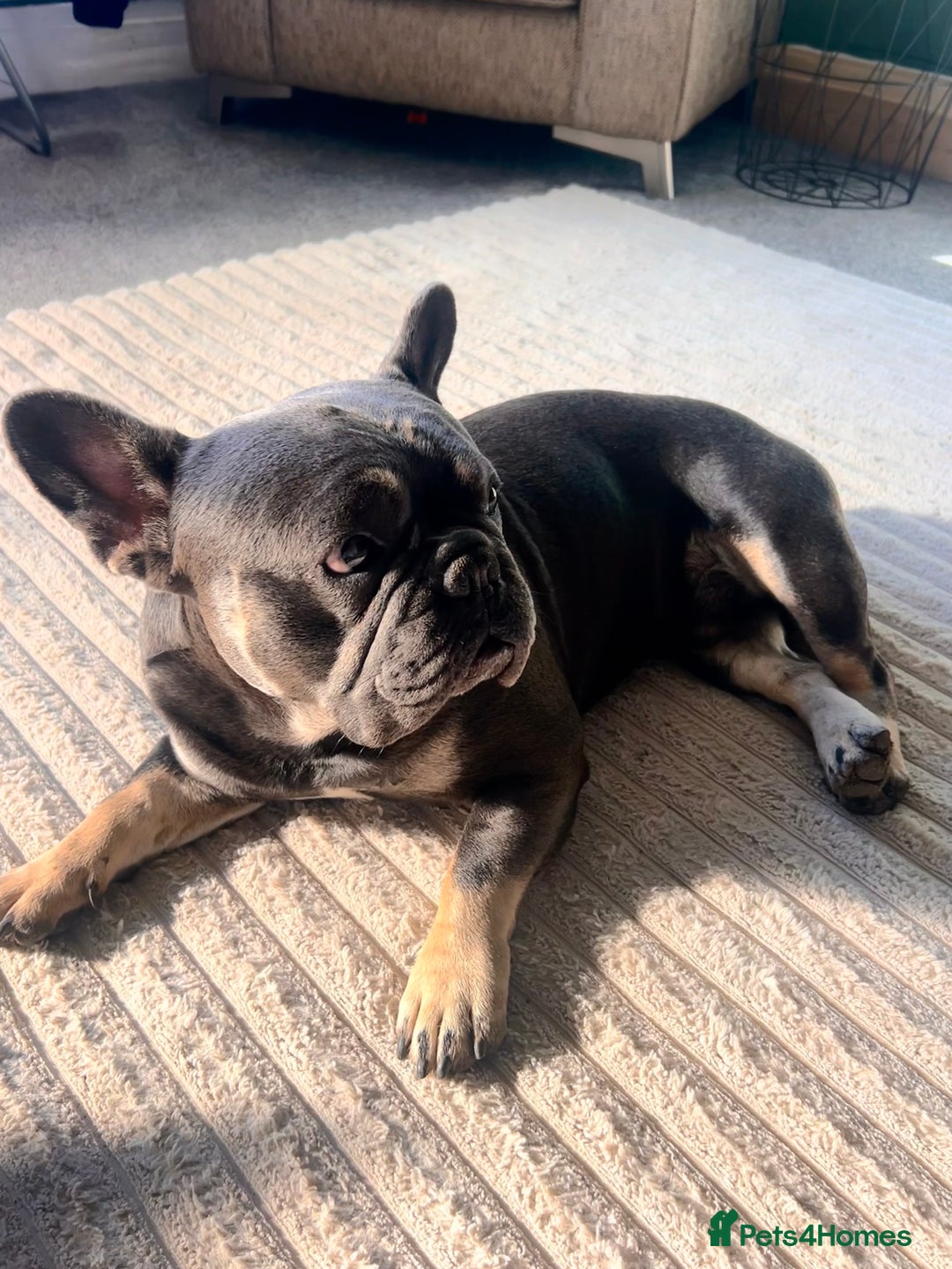 French Bulldog dogs for stud: French bulldog for stud  - Image 7