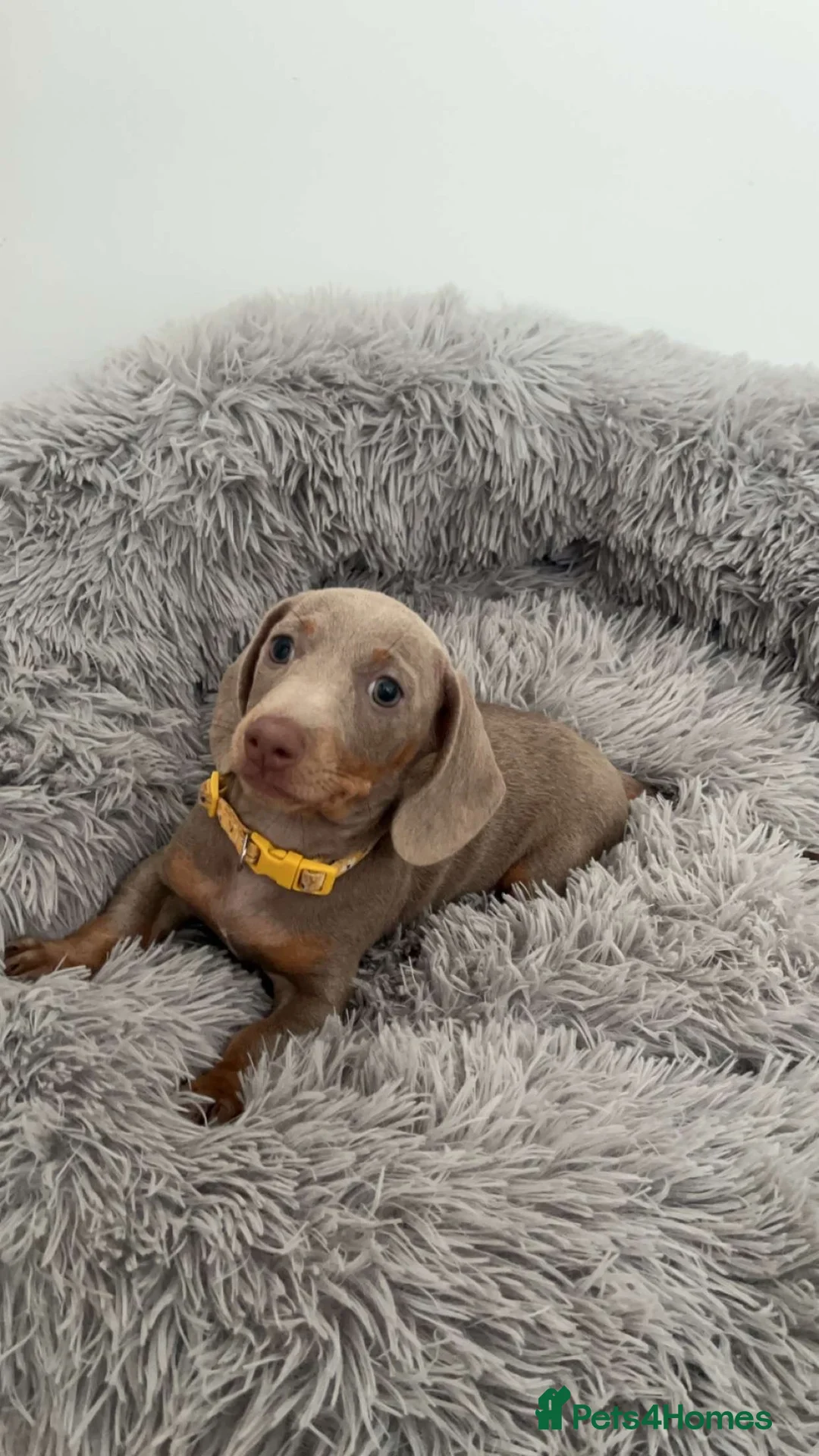 Dachshund dogs for sale: 6 beautiful dachshund puppies - Advert 2