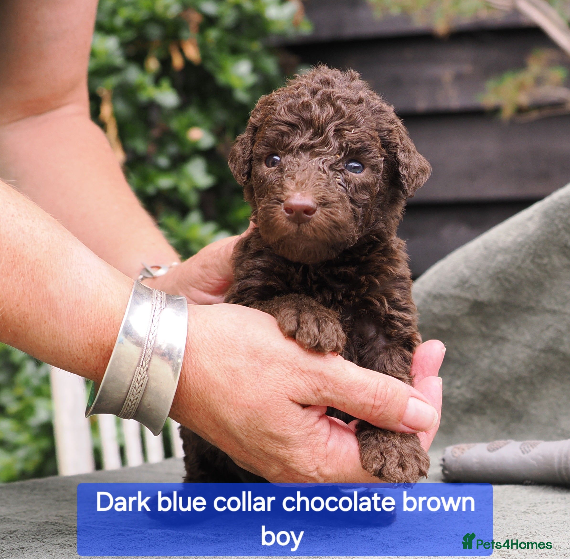 Labradoodle dogs Labradoodles Miniature/Midi Puppies Muliti Gen  - Advert 2