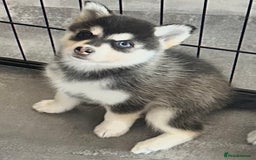 Pomsky dogs for sale: Beautiful husky marked Pomskies  - Image 10