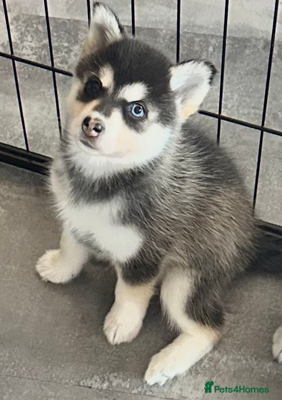Pomsky dogs for sale: Beautiful husky marked Pomskies  - Image 10