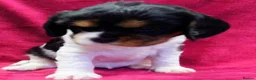 Cavalier King Charles Spaniel dogs for sale: Healthy & House-Trained Cavalier King Charles  in Brighton - Advert 11