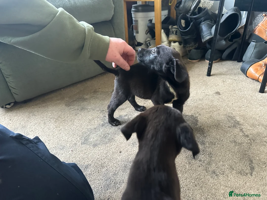 Mixed Breed dogs for sale: Puppies - Advert 16