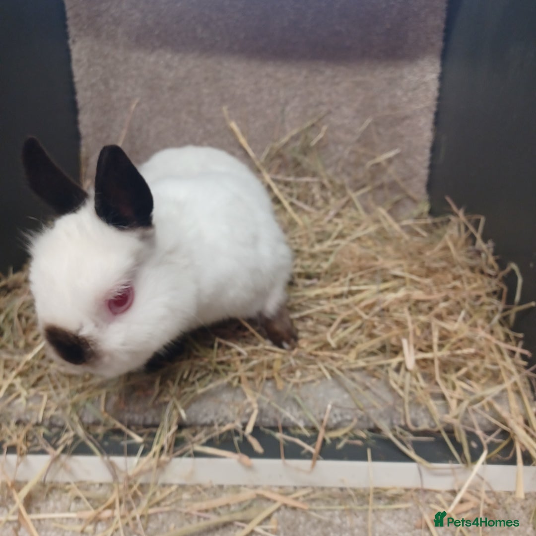 Netherland Dwarf rabbits for sale: Netherland Dwarfs babies- bucks a doe   - Image 6