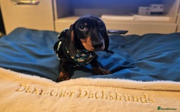 Miniature Dachshund dogs for sale: IVDD TESTED Exceptional pedigree - Image 2