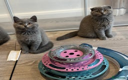British Shorthair cats for sale: British Shorthair/Scottish Straight Blue Kittens  - Image 14