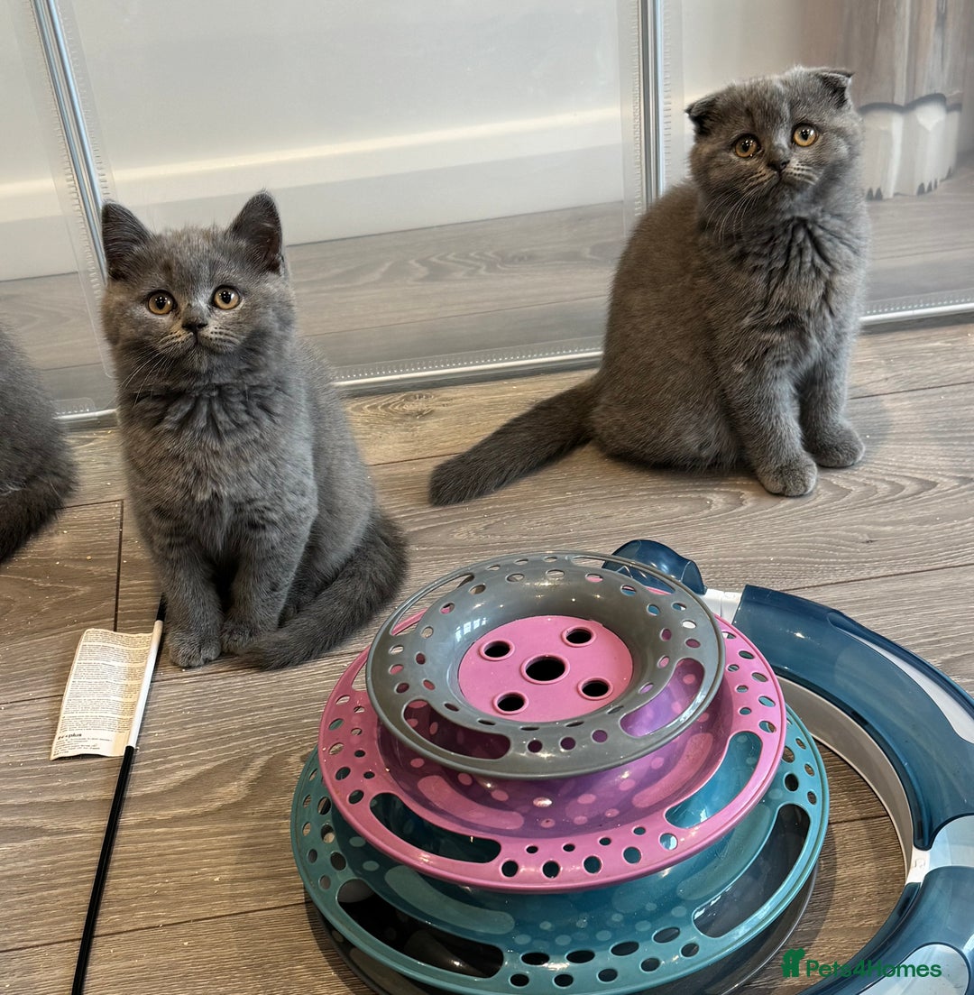 British Shorthair cats for sale: British Shorthair/Scottish Straight Blue Kittens  - Image 14