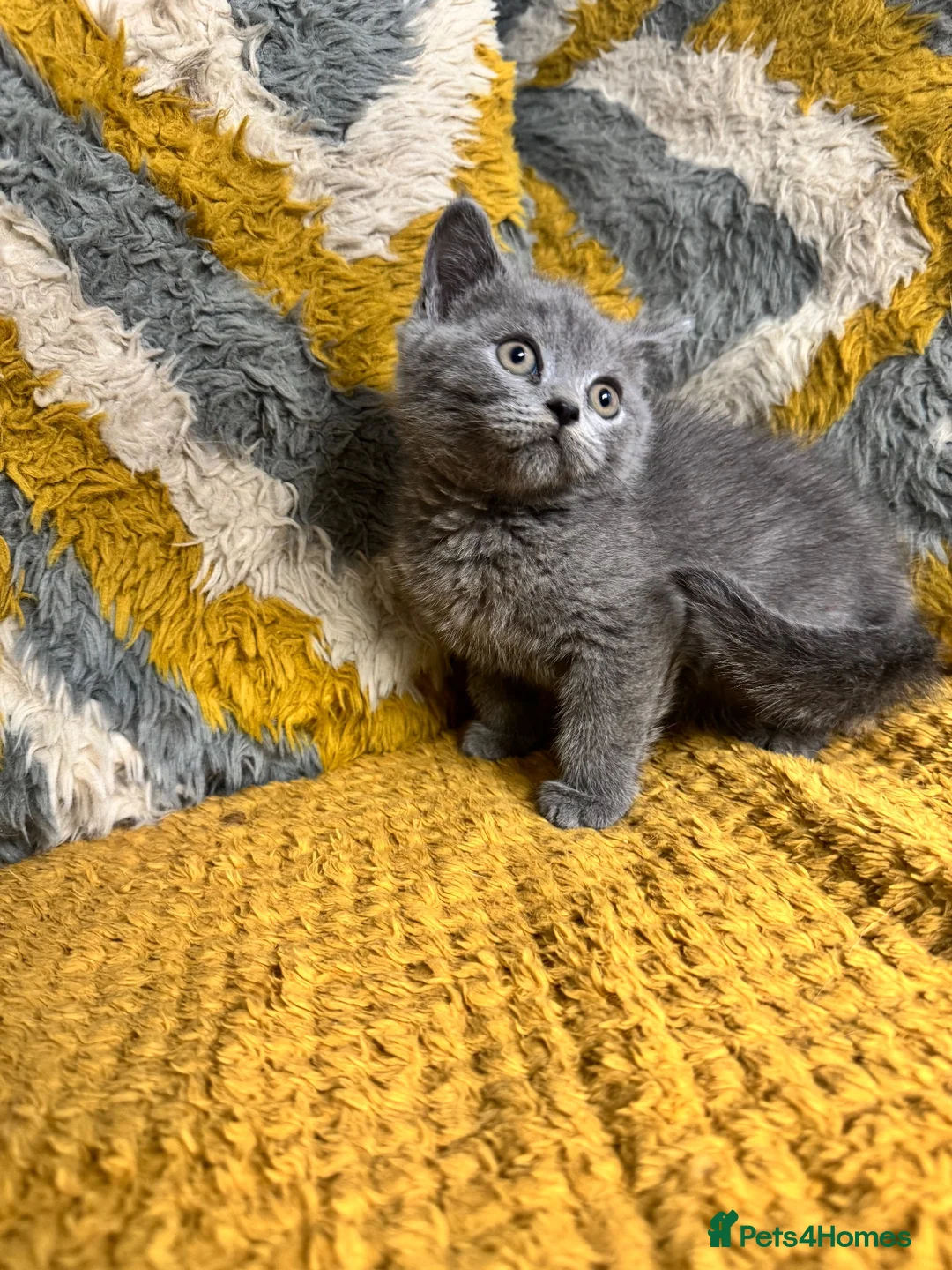 British Shorthair cats for sale: Stunning British shorthair kittens - Advert 10