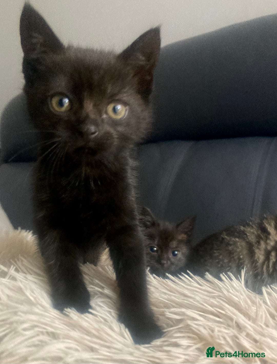 Brazilian Shorthair cats for sale: Adorable Kittens ready to go - Image 8