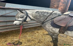 Dartmoor horses for sale: Winter Merry legs - perfect pony club pony - Image 2