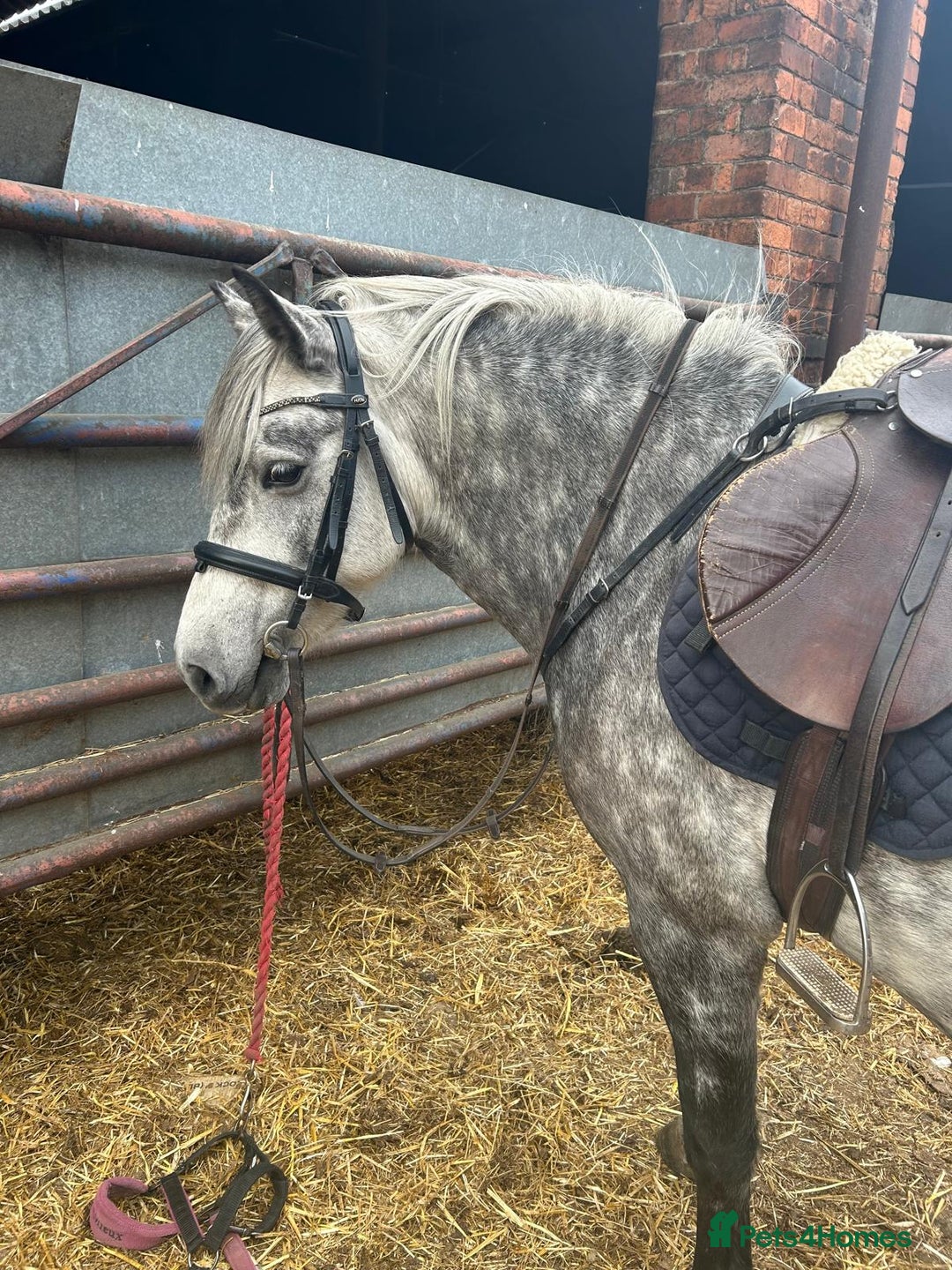 Dartmoor horses for sale: Winter Merry legs - perfect pony club pony - Image 2