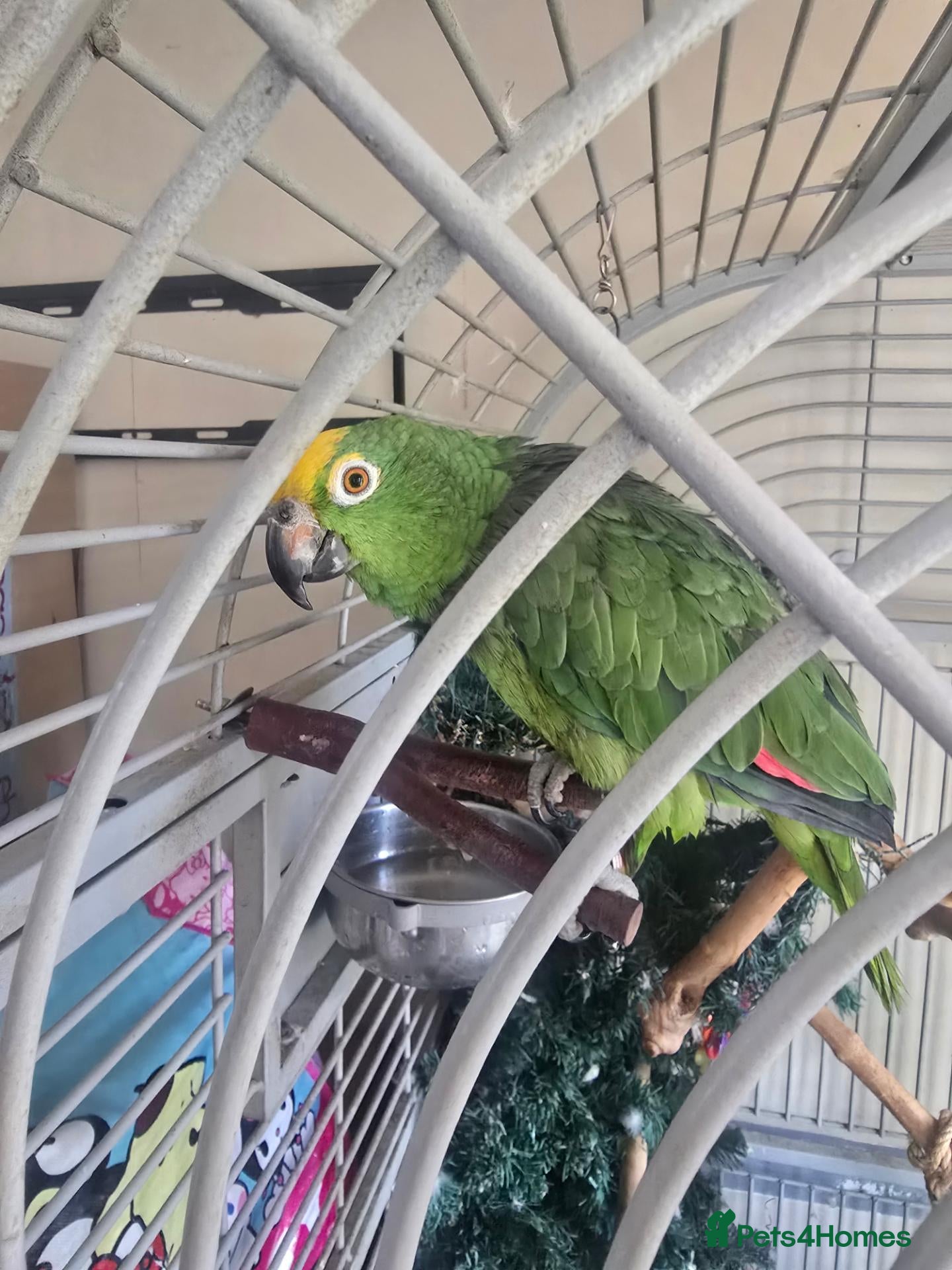 Parrots birds Double yellow headed amazon parrot - Advert 1