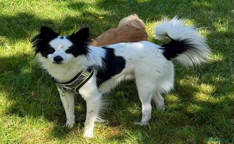 Papillon dogs - Advert 1