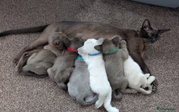 Burmese cats for sale: 5 bouncing beautiful Burmese boys - Image 1