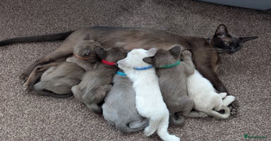 Burmese cats - Advert 10