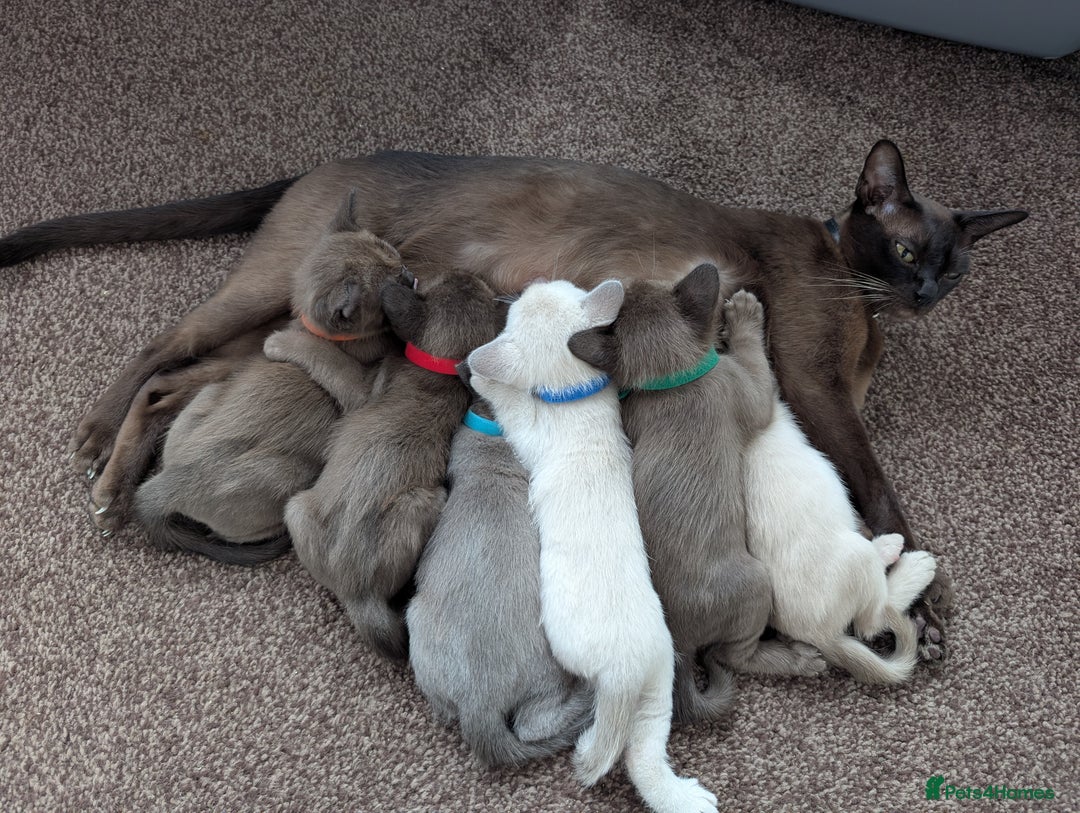 Burmese cats for sale: 5 bouncing beautiful Burmese boys - Image 1