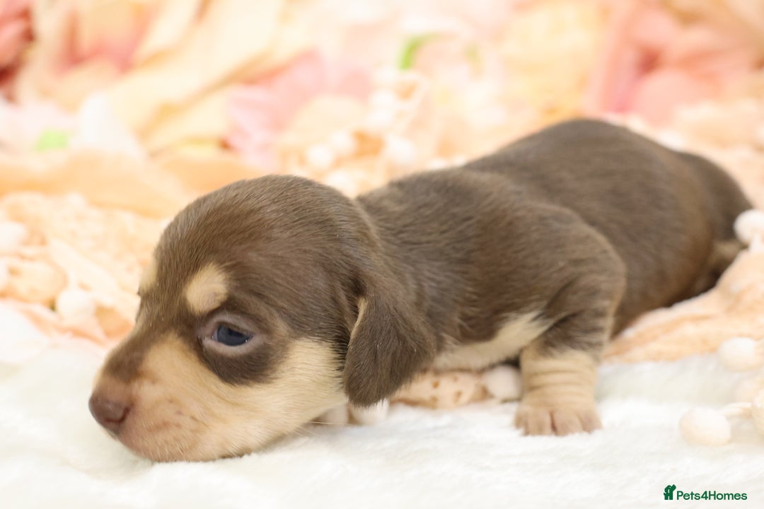 Miniature Dachshund dogs for sale: KC Miniature Dachshund Puppies - Advert 22