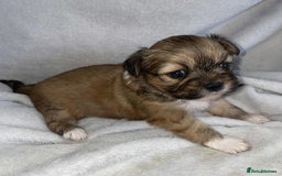 Lhasa Apso dogs for sale: KC Registered Lhasa Apso puppies in Poulton-le-Fylde - Image 7