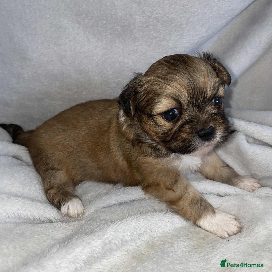 Lhasa Apso dogs for sale: KC Registered Lhasa Apso puppies in Poulton-le-Fylde - Image 7