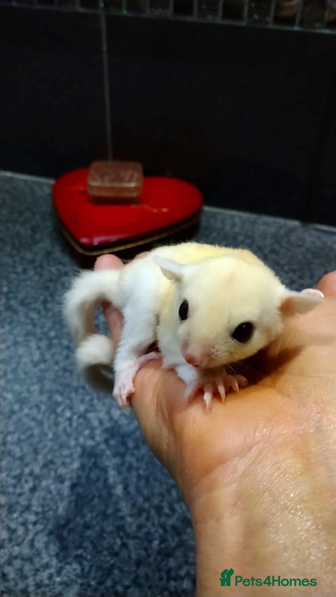 Sugar Glider rodents for sale: Stunning baby sugar glider  - Advert 2