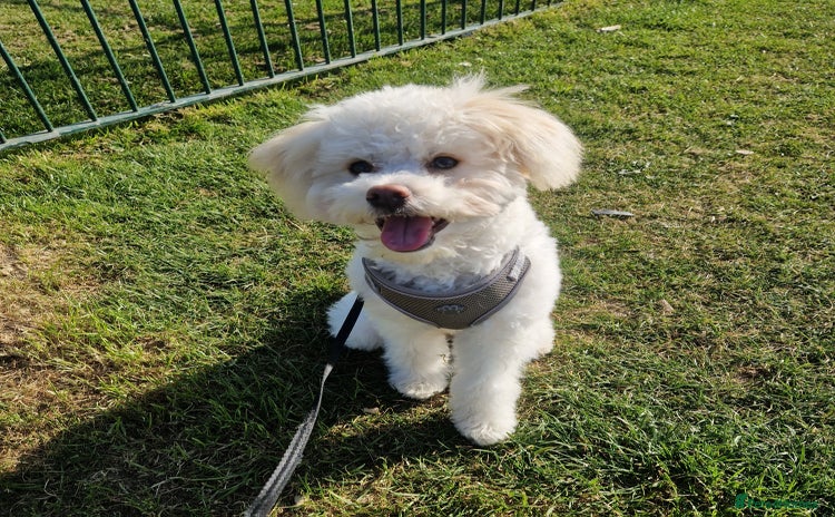 Poochon dogs for sale in Nuneaton - Advert 1