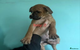 Mixed Breed dogs for sale: Beautiful mastiff cross pups - Image 35