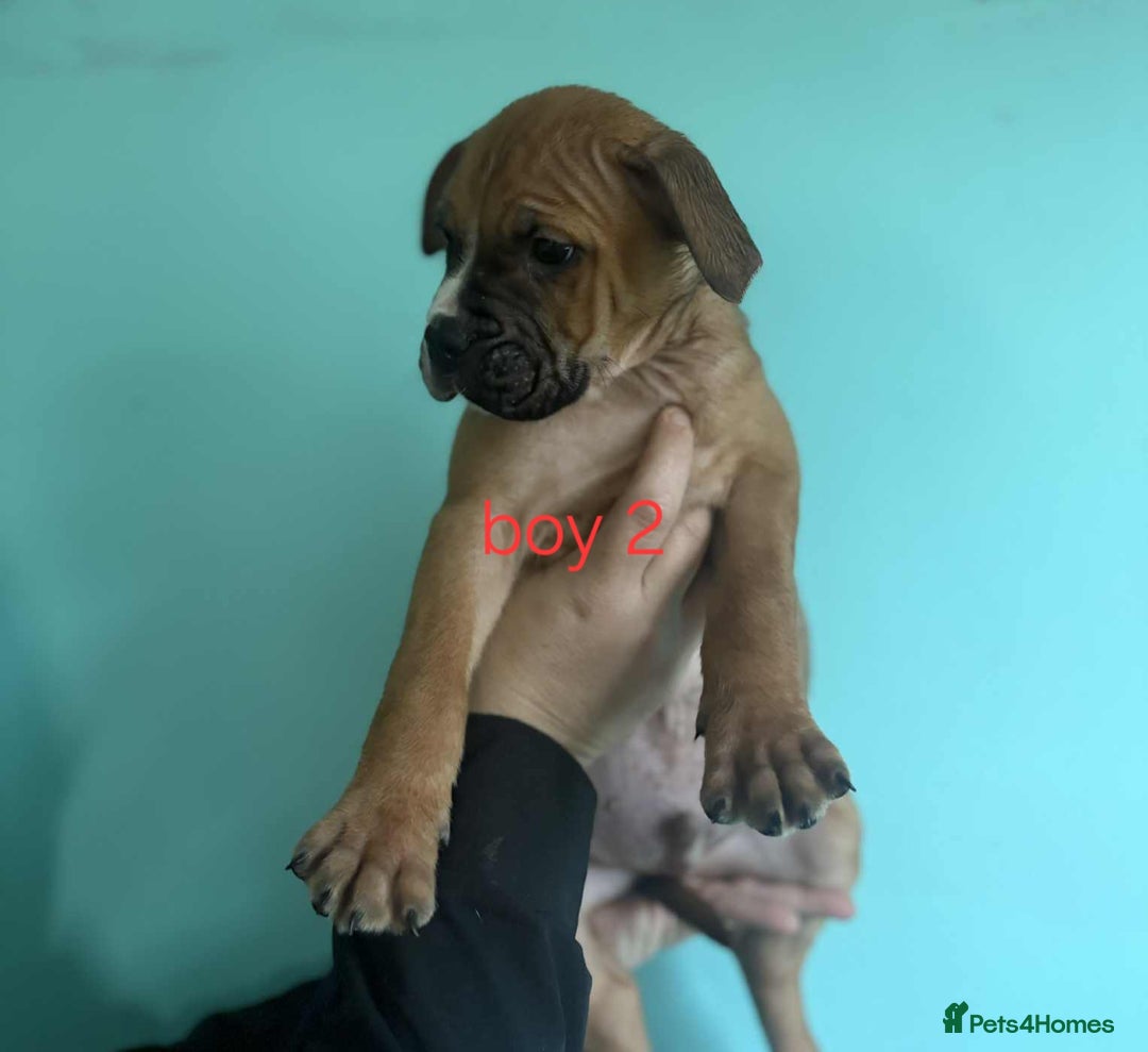 Mixed Breed dogs for sale: Beautiful mastiff cross pups - Image 35