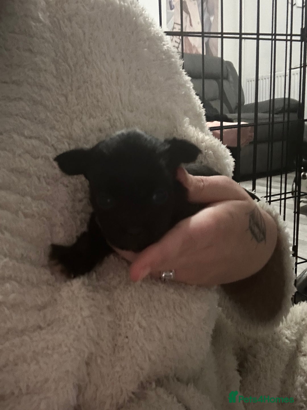 Mixed Breed dogs for sale: t cup chihuahua x pooshon - Image 10