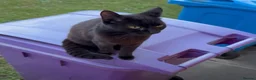 Mixed Breed cats for sale: Loving Black Female Cat Looking for a Home in Liverpool - Advert 1