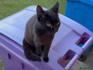 Mixed Breed cats Loving Black Female Cat Looking for a Home - Advert 3