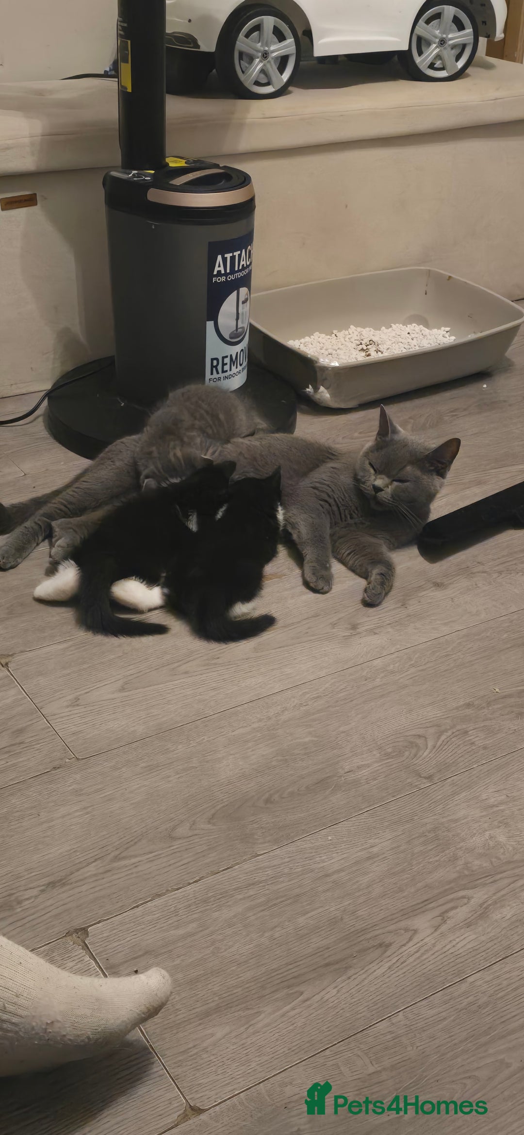 Mixed Breed cats for sale: 4 fluffy kittens for sale - Image 10
