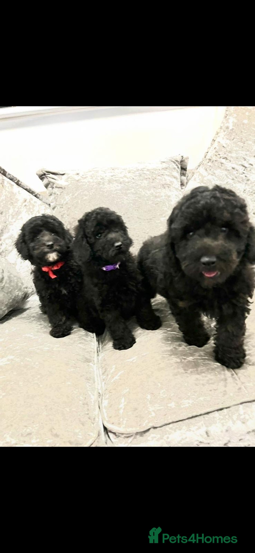 Cavapoo dogs for sale: Cavapoo  - Image 4