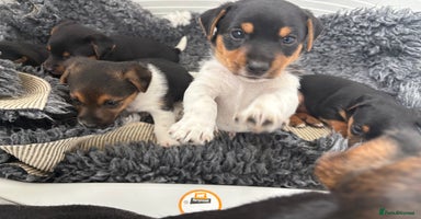 Jack Russell dogs - Advert 12