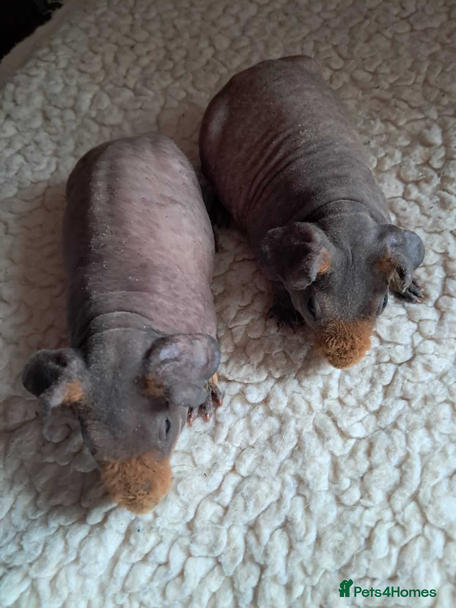 Guinea Pig rodents BEAUTIFUL SKINNY PIGS - Advert 2