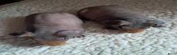 Guinea Pig rodents for sale: BEAUTIFUL SKINNY PIGS - Advert 3